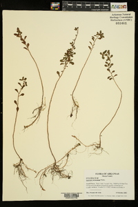 Ludwigia microcarpa image