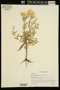 Oenothera pilosella subsp. sessilis image