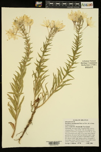 Oenothera rhombipetala image