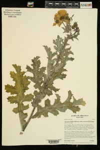 Argemone albiflora subsp. texana image