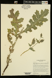 Argemone albiflora subsp. texana image