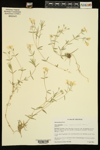 Phlox bifida image