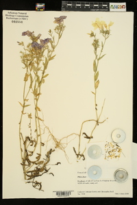 Phlox drummondii image