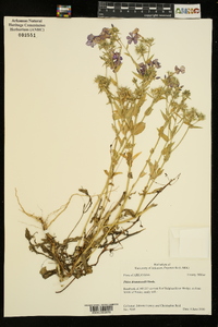 Phlox drummondii image