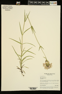 Phlox glaberrima image