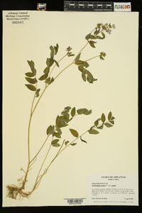 Polemonium reptans var. reptans image