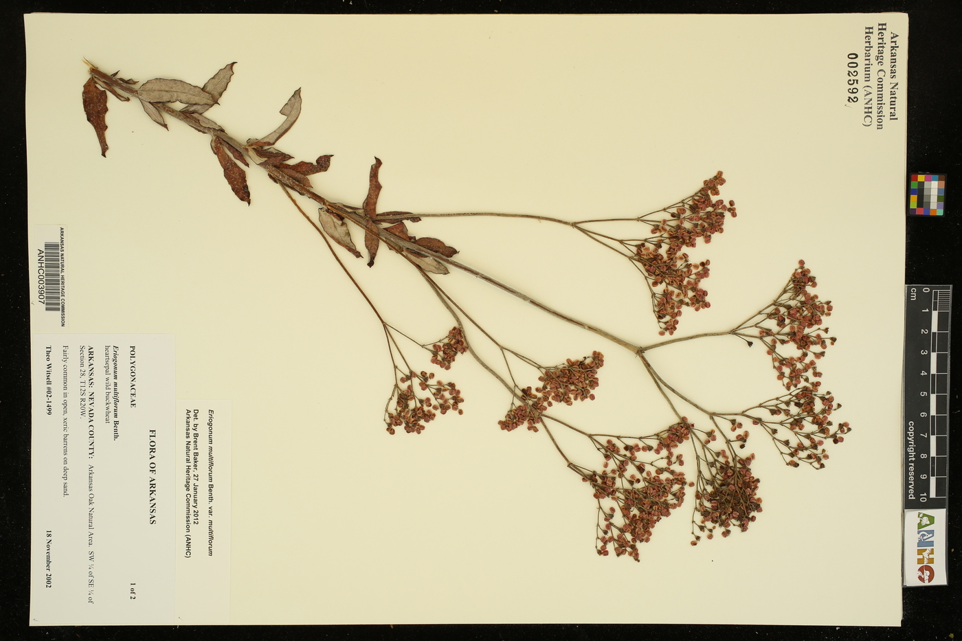 Eriogonum multiflorum image