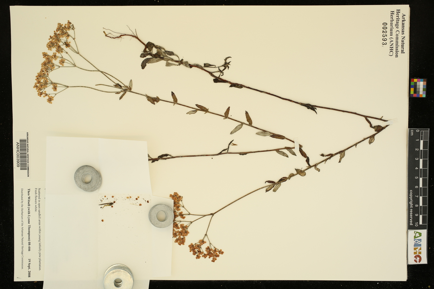 Eriogonum multiflorum var. multiflorum image