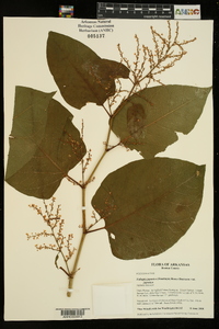 Reynoutria japonica image