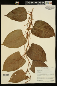 Reynoutria japonica image