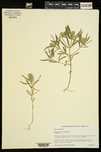 Polygala cruciata image