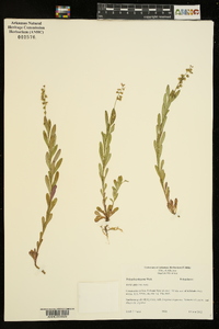 Polygala polygama image