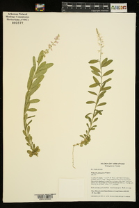 Polygala polygama image