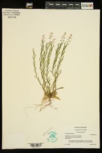 Polygala polygama image