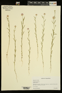 Polygala sanguinea image