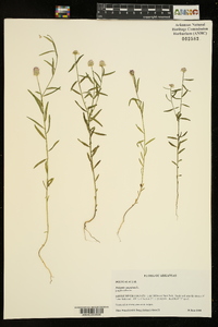 Polygala sanguinea image