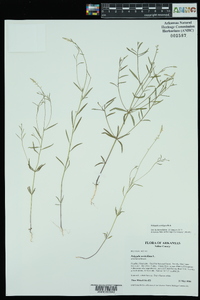 Polygala ambigua image