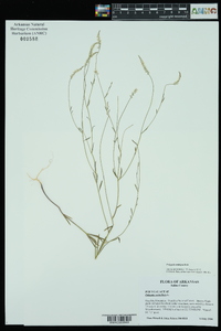 Polygala ambigua image