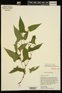 Persicaria arifolia image