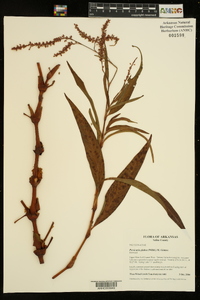 Persicaria glabra image