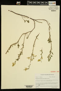 Polygonella polygama image