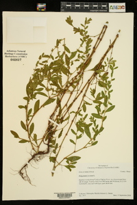 Polygonum erectum image