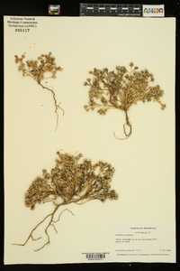 Portulaca pilosa image