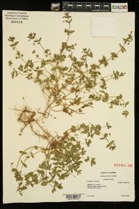 Lysimachia arvensis image