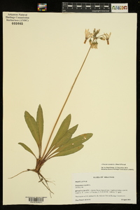 Dodecatheon meadia image