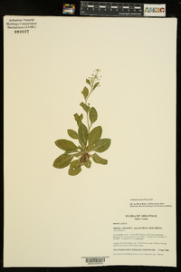 Samolus parviflorus image