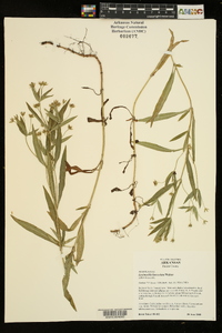 Lysimachia lanceolata image