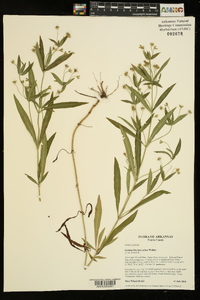 Lysimachia lanceolata image