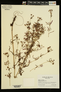 Lysimachia quadriflora image