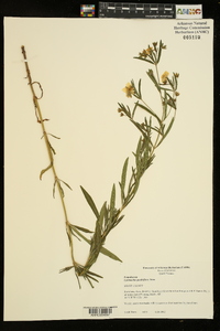 Lysimachia quadriflora image