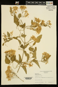 Clematis terniflora image