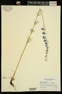 Delphinium carolinianum image