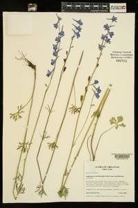 Delphinium carolinianum image