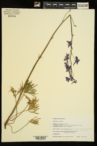 Delphinium treleasei image