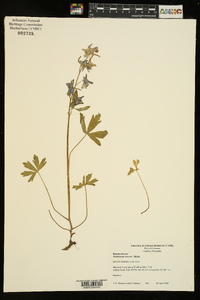 Delphinium tricorne image