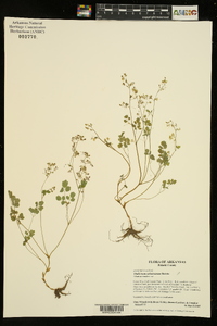 Thalictrum arkansanum image