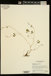 Thalictrum arkansanum image