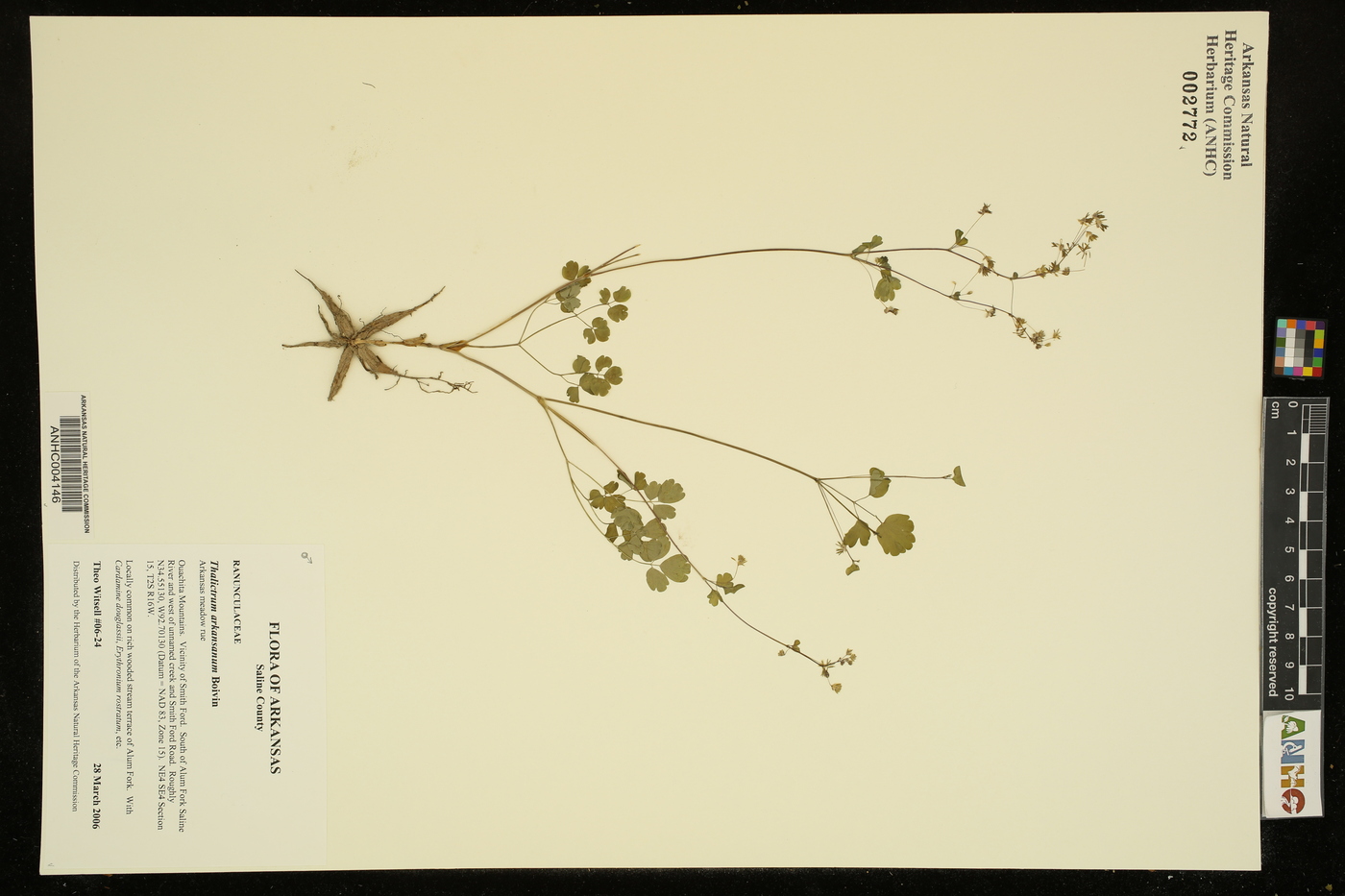 Thalictrum arkansanum image