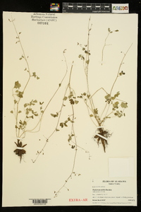 Thalictrum debile image