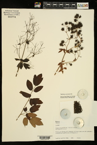 Thalictrum amphibolum image