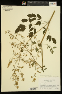 Thalictrum amphibolum image