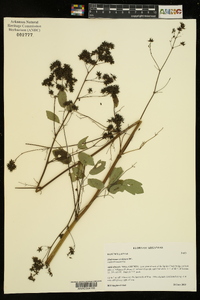 Thalictrum amphibolum image