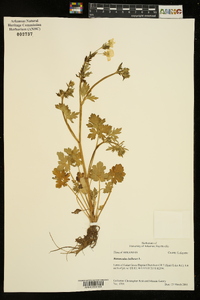 Ranunculus bulbosus image