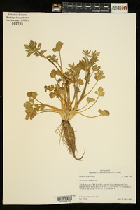 Ranunculus bulbosus image