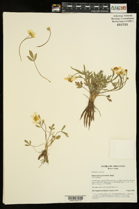 Ranunculus fascicularis image