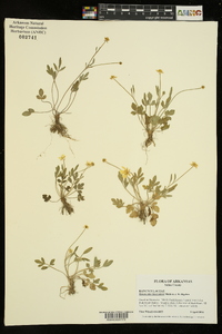 Ranunculus fascicularis image